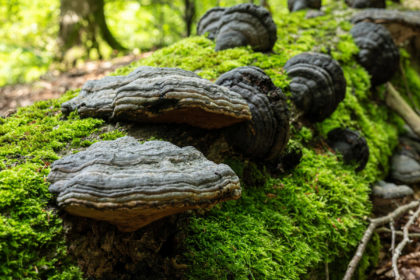 Holzpilze unter der Lupe