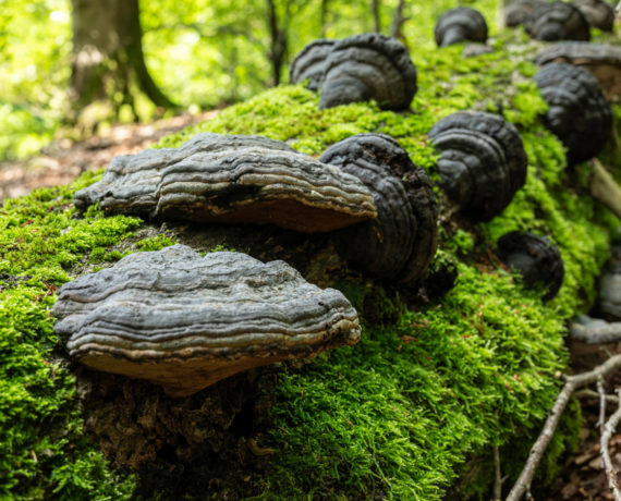 Holzpilze unter der Lupe