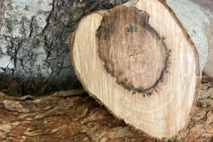 Holztrocknung – Holzaufbau und Zellstruktur