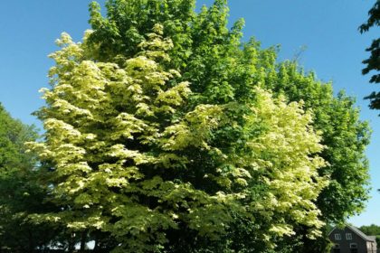 Der Spitz-Ahorn – Acer platanoides