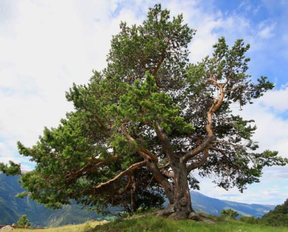 Die Zirbel-Kiefer – Pinus cembra