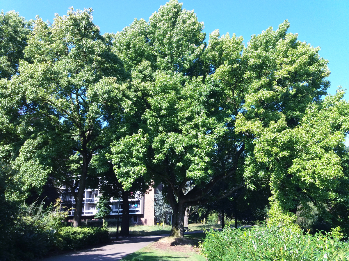 amberbaum-vorschau