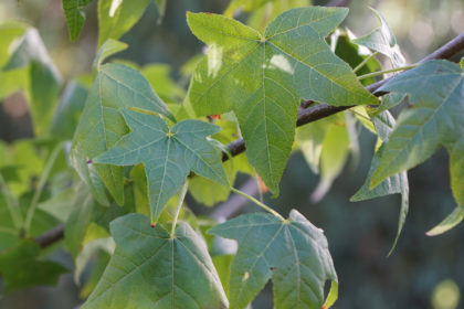 Der Amerikanische Amberbaum