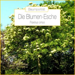 baumportraet-blumen-esche