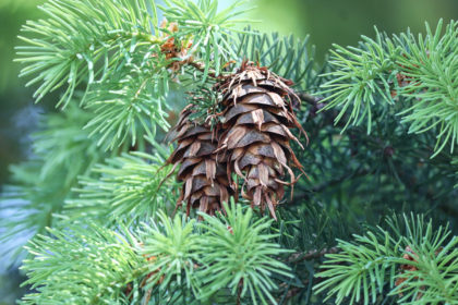 Die Gewöhnliche Douglasie – Pseudotsuga menziesii