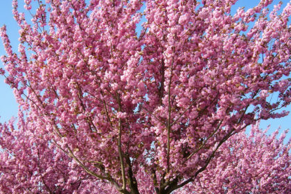 Die japanische Blütenkirsche –  Prunus serrulata