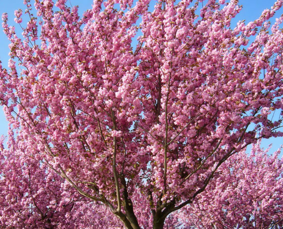 Die japanische Blütenkirsche –  Prunus serrulata