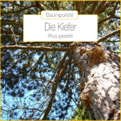 baumportraet-kiefer