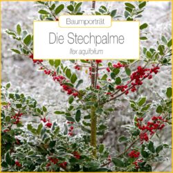 baumportraet-stechpalme