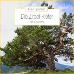 baumportraet-zirbe