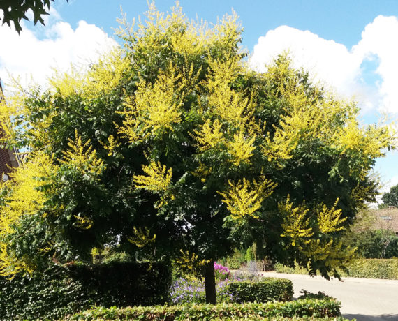 Die Blasen-Esche – Koelreuteria paniculata