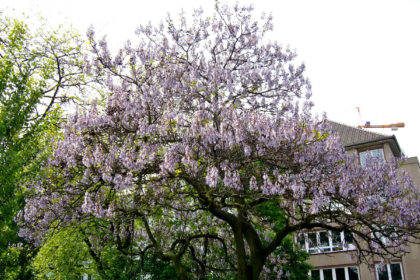 Chinesischer Blauglockenbaum – Paulownia tomentosa