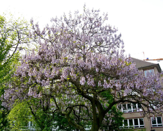 Chinesischer Blauglockenbaum – Paulownia tomentosa