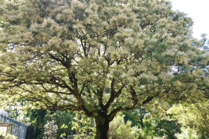 Die Blumen-Esche – Fraxinus ornus