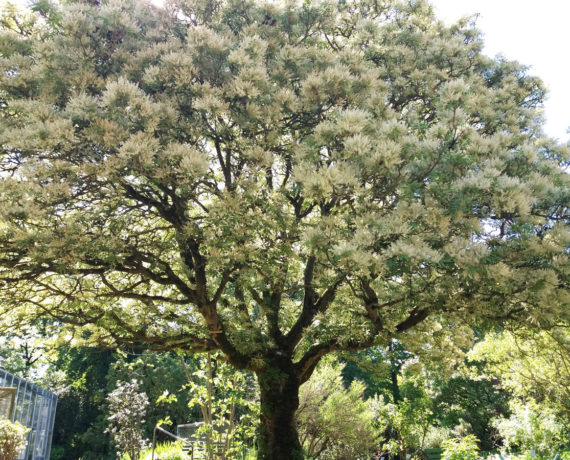 Die Blumen-Esche – Fraxinus ornus