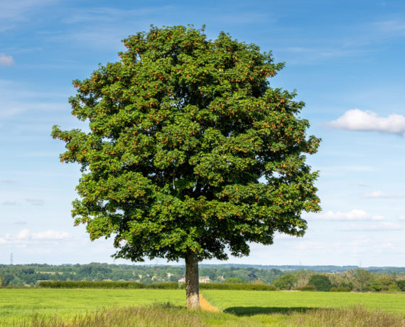Feld-Ahorn