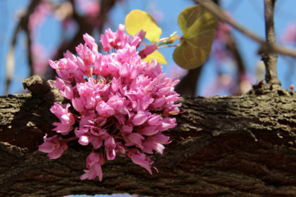 Der Gewöhnliche Judasbaum – Cercis siliquastrum