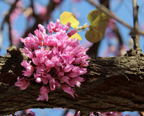 Der Gewöhnliche Judasbaum – Cercis siliquastrum