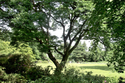 Der Korkbaum