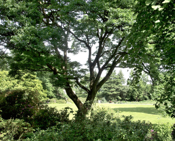 Der Korkbaum