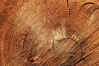 Holz einlagern ohne Rissbildung