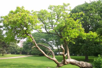 Der Trompetenbaum –  Catalpa bignonioides