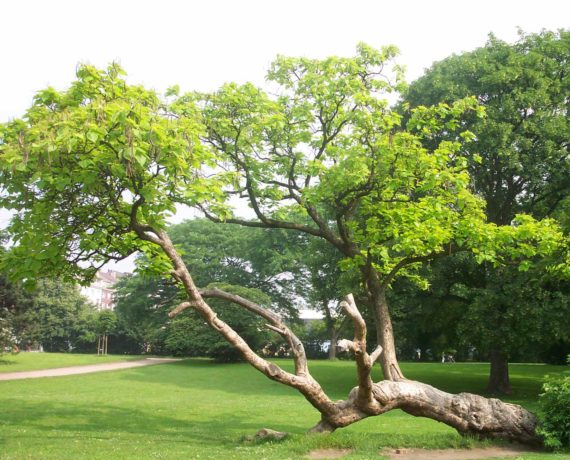 Der Trompetenbaum –  Catalpa bignonioides