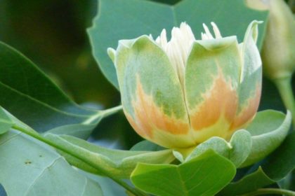Der Tulpenbaum – Liriodendron tulipifera