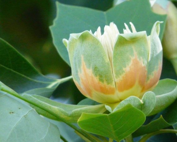 Der Tulpenbaum – Liriodendron tulipifera